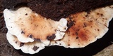 Lamelloporus americanus image