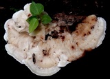 Lamelloporus americanus image