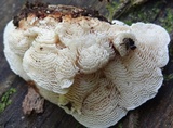 Lamelloporus americanus image