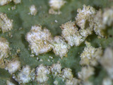 Punctelia caseana image