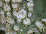 Punctelia caseana image