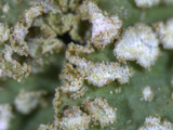 Punctelia caseana image