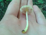 Pluteus chrysophlebius image