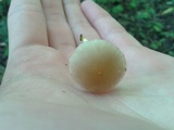 Pluteus chrysophlebius image