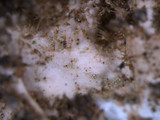 Punctelia caseana image