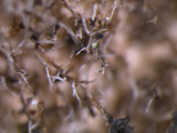 Punctelia caseana image