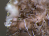 Punctelia caseana image