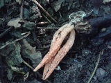 Pseudocolus fusiformis image