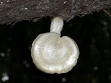 Hypsizygus ulmarius image