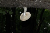 Hypsizygus ulmarius image