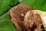 Sporophagomyces chrysostomus image