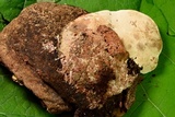 Sporophagomyces chrysostomus image