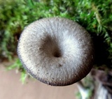 Arrhenia epichysium image
