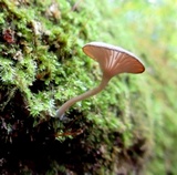 Arrhenia epichysium image