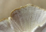 Trametes hirsuta image