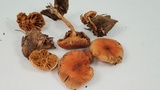 Pholiota spumosa image