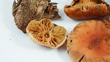 Pholiota spumosa image