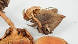 Pholiota spumosa image