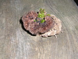 Thelephora terrestris image