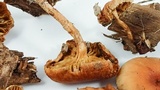 Pholiota spumosa image