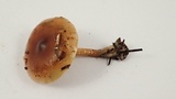 Pholiota velaglutinosa image