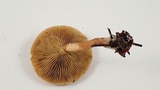 Pholiota velaglutinosa image