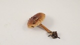 Pholiota velaglutinosa image