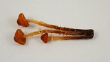 Conocybe rugosa image