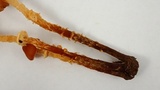 Conocybe rugosa image