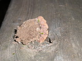 Thelephora terrestris image