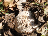 Amanita magniverrucata image