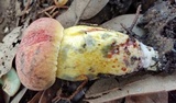 Pulchroboletus rubricitrinus image