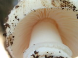 Amanita magniverrucata image