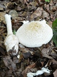 Amanita ravenelii image