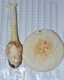 Amanita ravenelii image