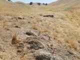 Caloplaca atroflava image