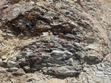 Caloplaca atroflava image