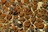 Caloplaca atroflava image