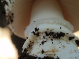 Amanita magniverrucata image