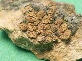 Acarospora obnubila image