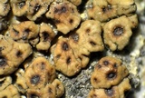 Acarospora obnubila image