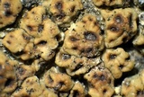 Acarospora obnubila image