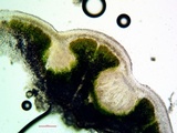 Acarospora obnubila image