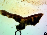 Acarospora obnubila image