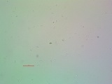Acarospora obnubila image