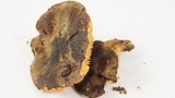 Phylloporus arenicola image