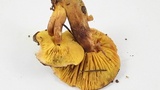 Phylloporus arenicola image