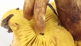 Phylloporus arenicola image