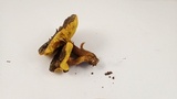 Phylloporus arenicola image