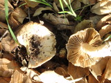 Inocybe sororia image